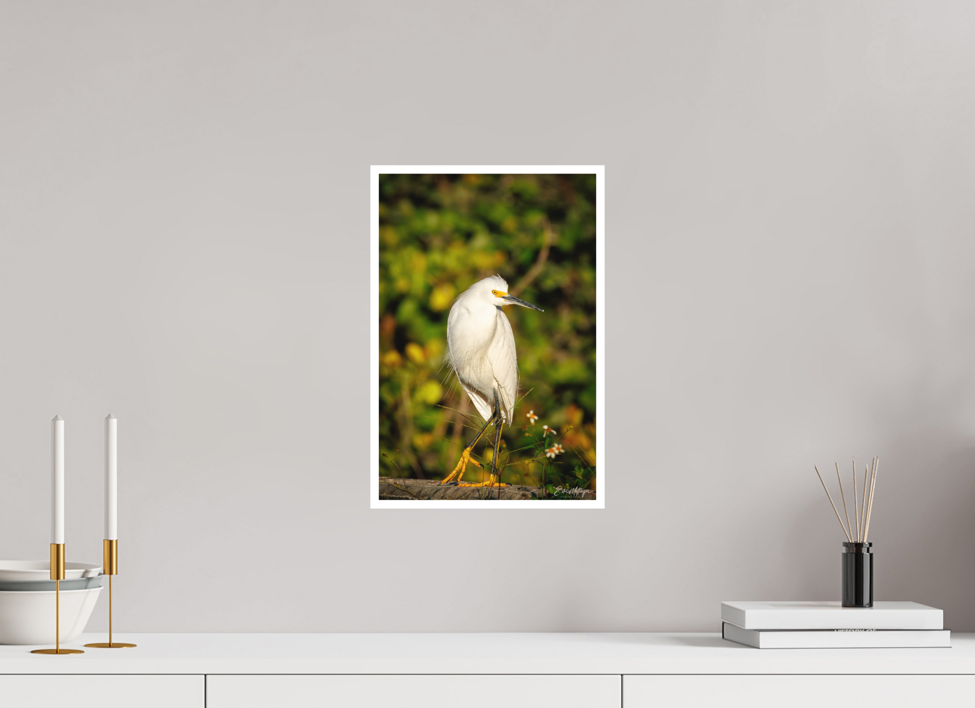 10 x 15″, Fine art print "Golden Light, White Silence" - Great Egret