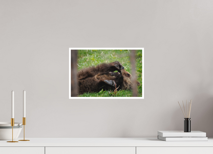 15 x 10″, Fine art print "Playful Beginnings" - Grizzly Bear
