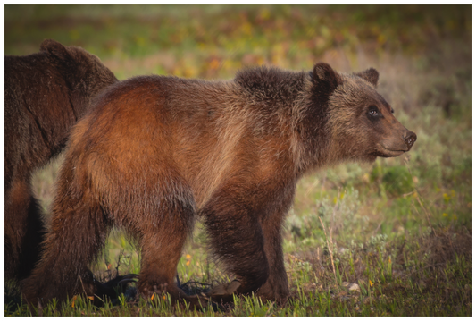 Main image "Sage Wander" - Grizzly bear