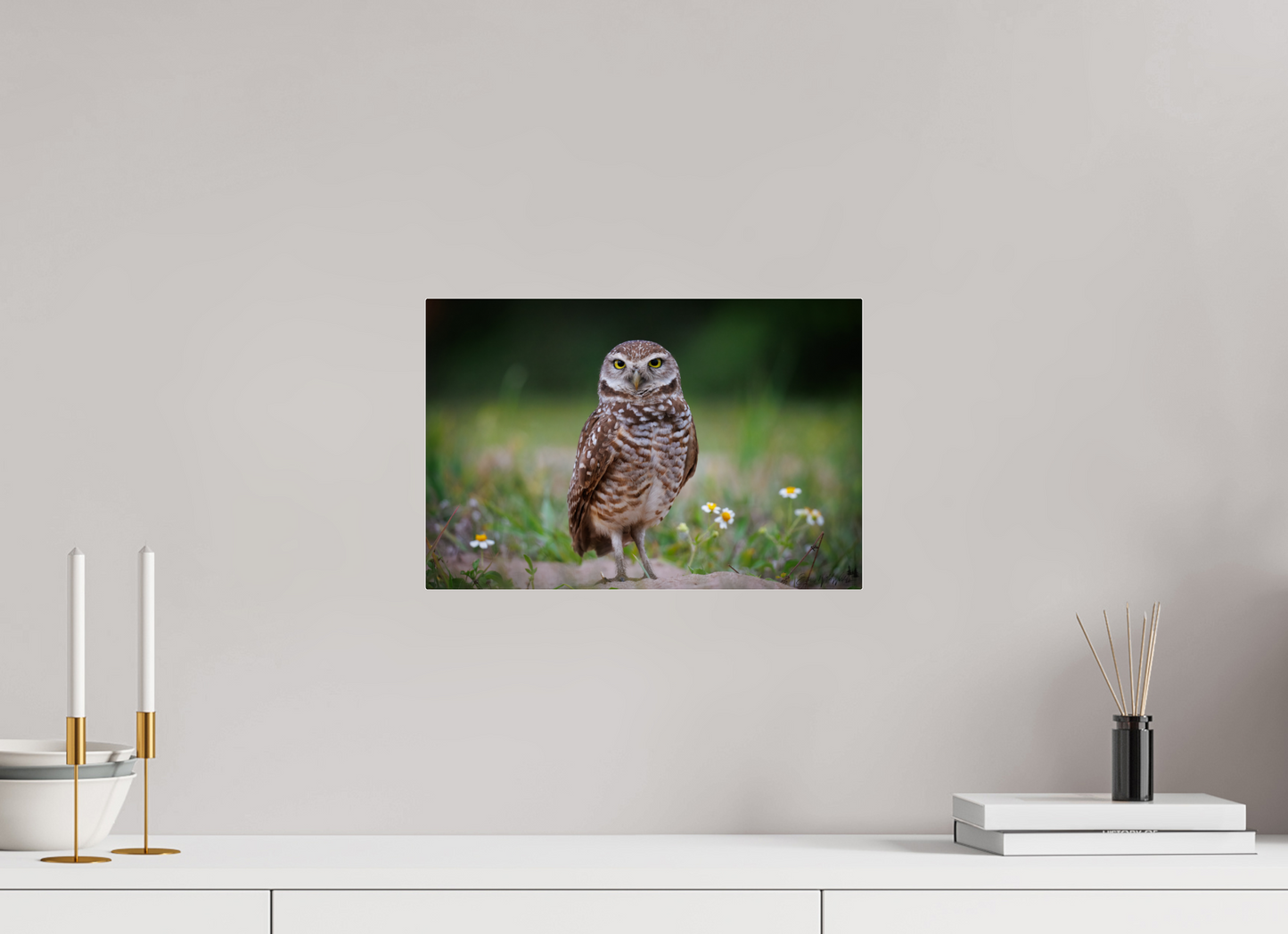 Burrowing owl stare down