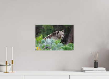 Yawning bear