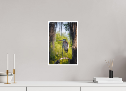 10 x 15″, Fine art print "Framed by the Moss" - Great Blue Heron