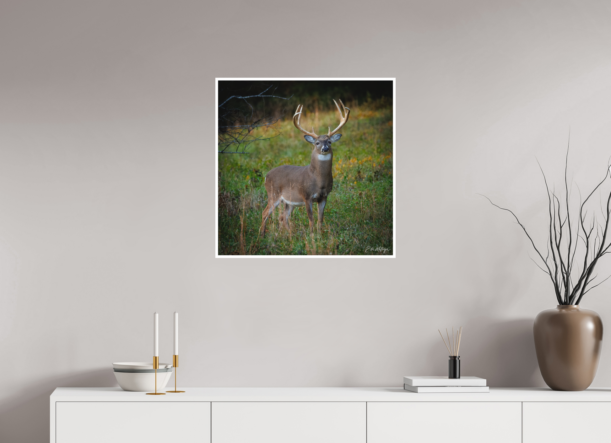 25 x 25″, Fine art print "Majesty of the cove" - White-tailed Buck