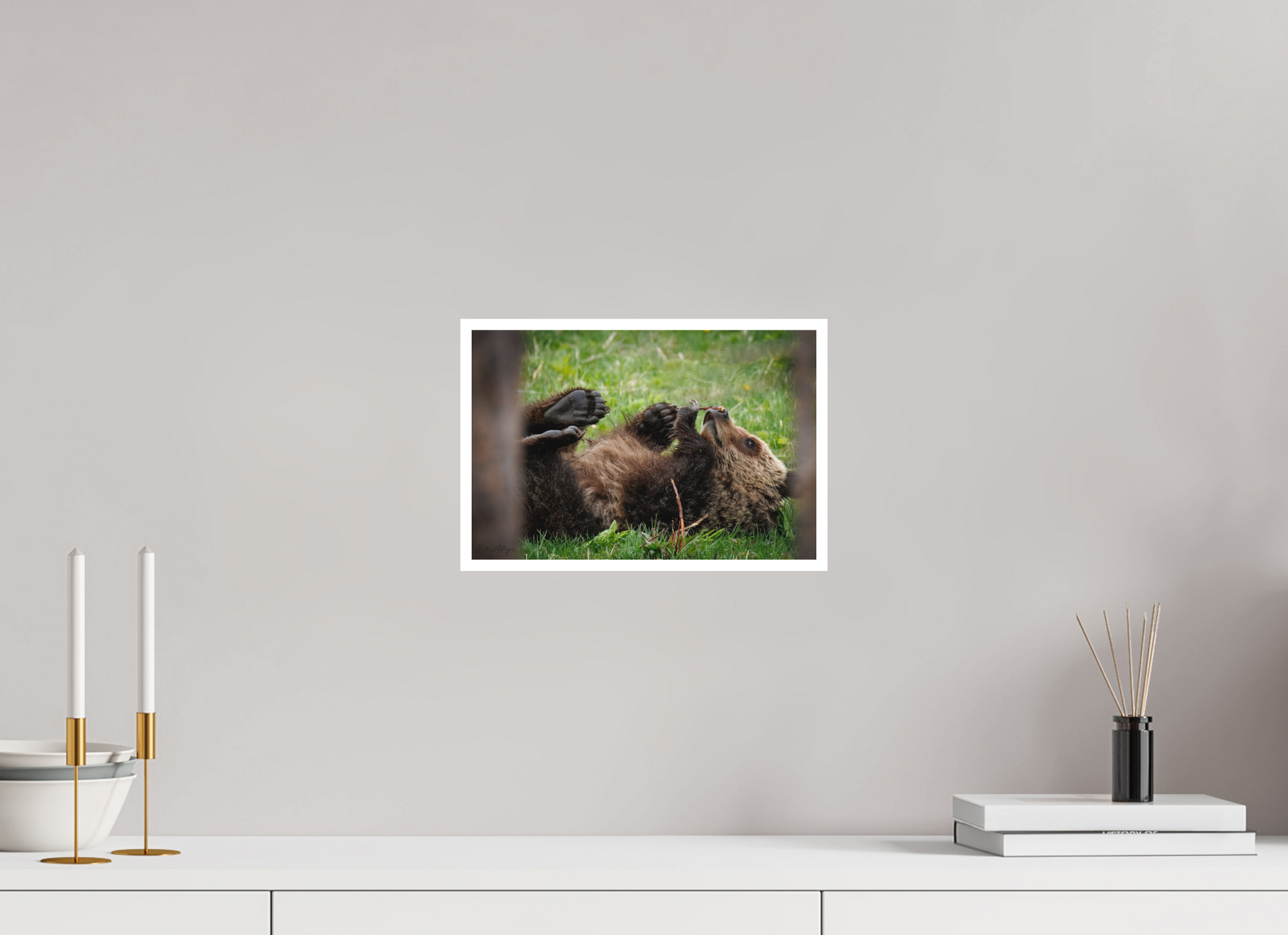 12 x 8″, Fine art print "Gentle Discovery" - Grizzly Bear