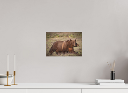 12 x 8″, Canvas "Grizzly 399 on the Move"