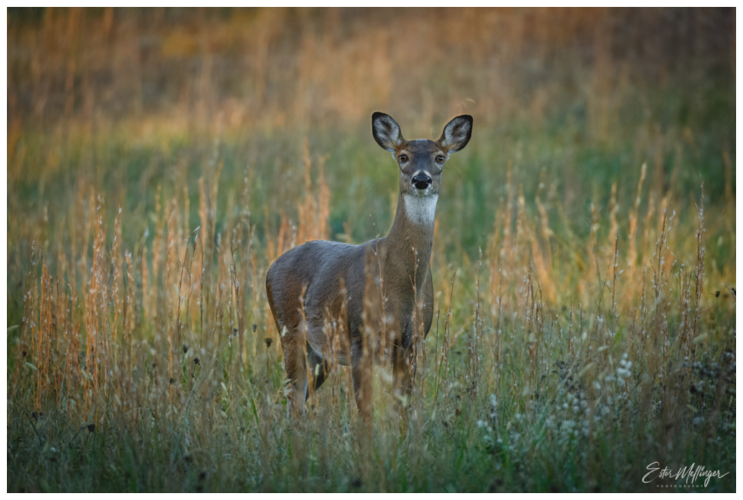 Main image "Grace in the Meadow" - White-tailed Doe
