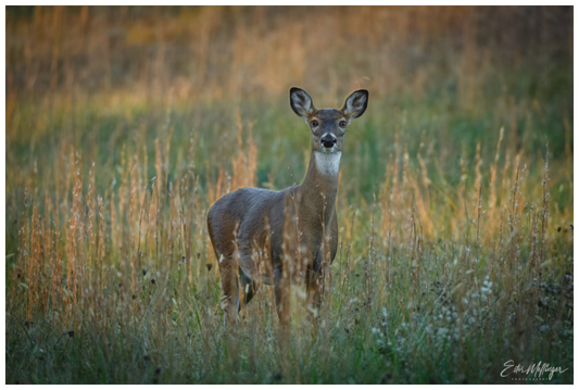 Main image "Grace in the Meadow" - White-tailed Doe