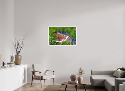 36 x 24″, Fine art print "Wide Open" - American Alligator