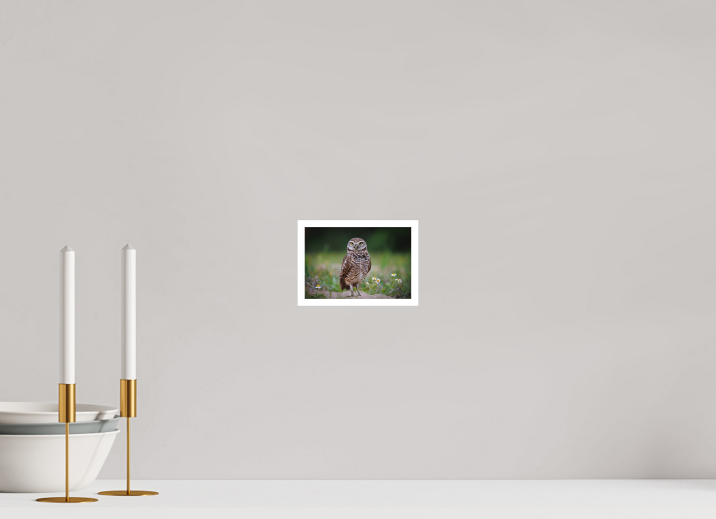 Burrowing owl stare down