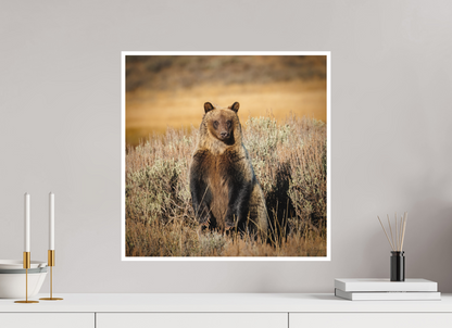 20 x 20″, Fine art print "Standing Tall" - Grizzly Bear