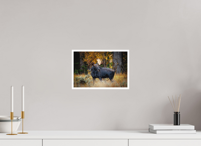 12 x 8″, Fine art print "Guardian of the Gros Ventre" - Bull moose
