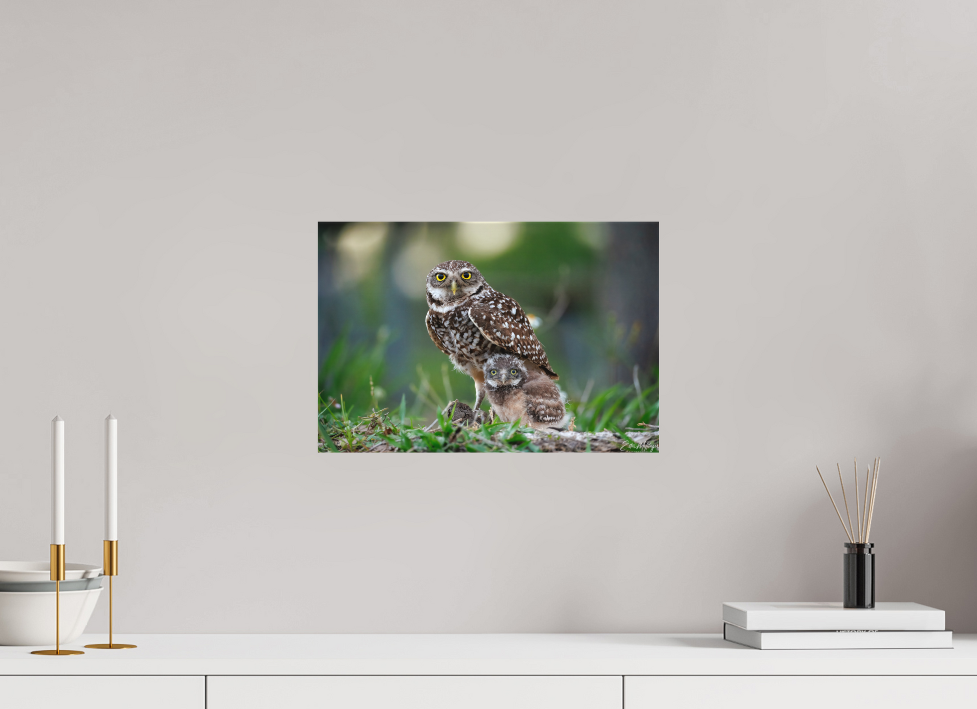15 x 10″, Canvas "Burrowlight" - Burrowing Owls