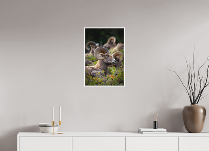 16 x 24″, Fine art print "High Watch" - Bighorn Sheep