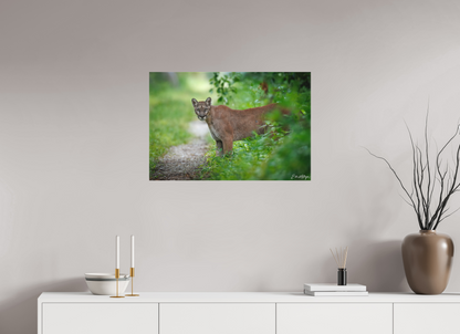 30 x 20″, Canvas Ghost of the Green Forest - Florida Panther
