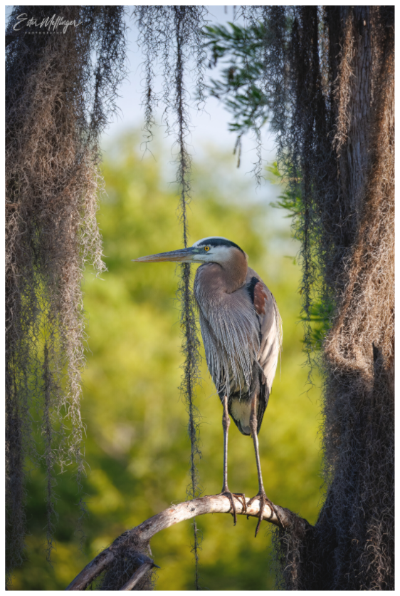 Main image "Framed by the Moss" - Great Blue Heron