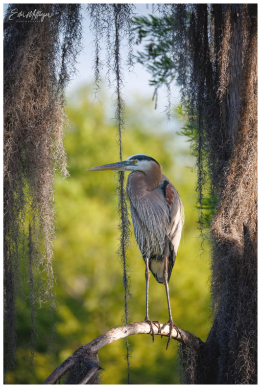 Main image "Framed by the Moss" - Great Blue Heron