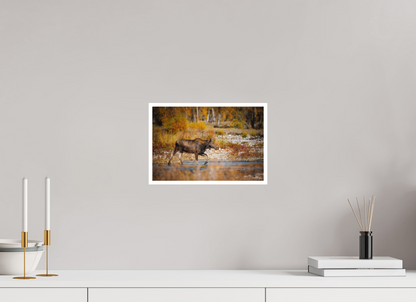 12 x 8″, Fine art print "Grace of Gros Ventre" - Moose