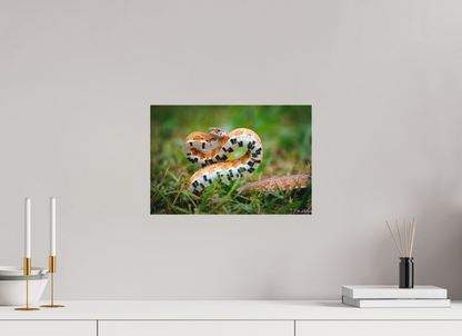 15 x 10″, Canvas "Wild Pattern" - Florida Corn Snake