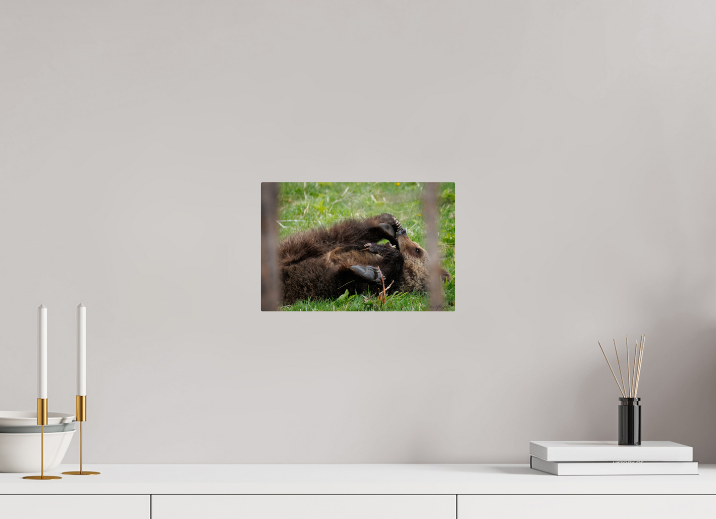 Bear chewing on its foot