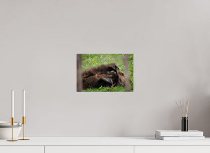 Bear chewing on its foot