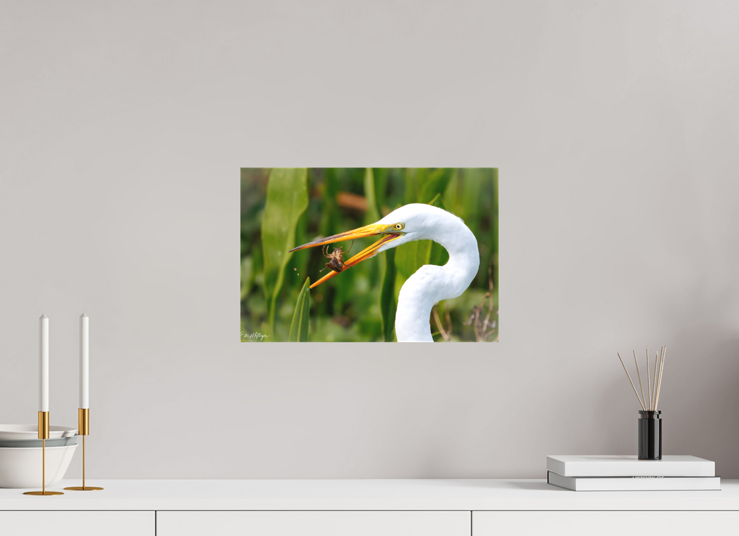 15 x 10″, Canvas "Marsh Hunter" - Great Egret