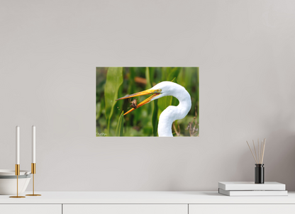 15 x 10″, Canvas "Marsh Hunter" - Great Egret