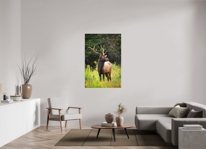 36 x 54″, Canvas "The Watchful King" - Elk