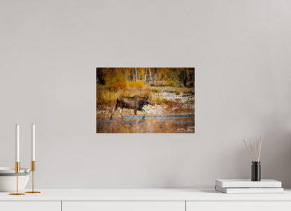 15 x 10″, Metal "Grace of Gros Ventre" - Moose