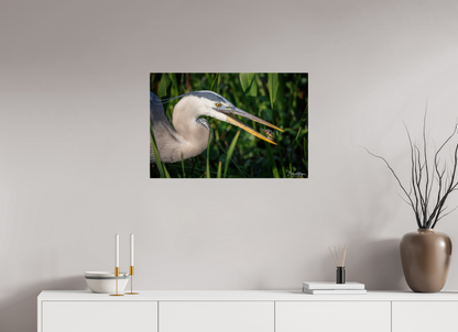 30 x 20″, Acrylic "The Catch" - Great Blue Heron