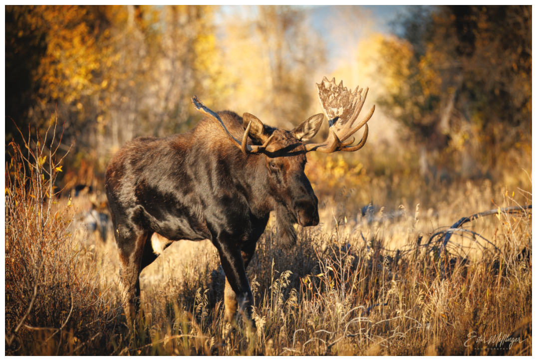 Main image "Monarch of Gros Ventre" - Bull Moose