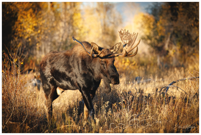Main image "Monarch of Gros Ventre" - Bull Moose