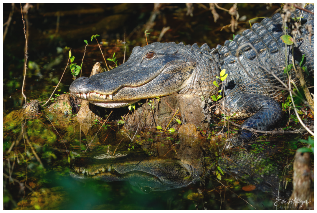 Main image "Shadow of the Cypress" - American Alligator