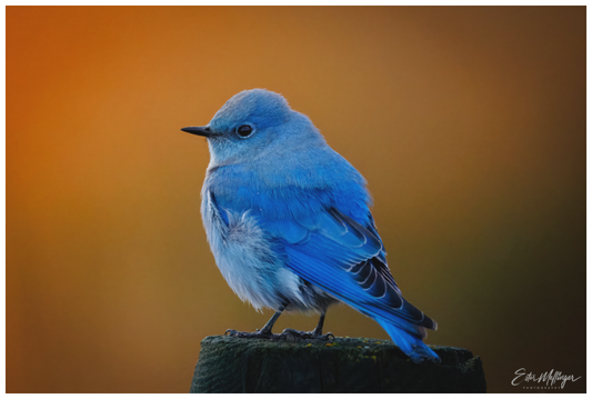 Main image "Sunrise Blue" - Mountain Bluebird