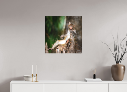 25 x 25″, Canvas "Silver Song" - Rhesus Macaque