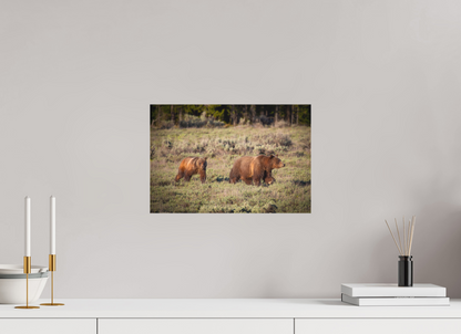 15 x 10″, Canvas "Grizzly 399 & Spirit - Walking the Tetons"