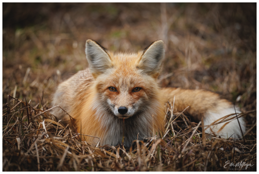 Main image "Resting Ember" - Red Fox