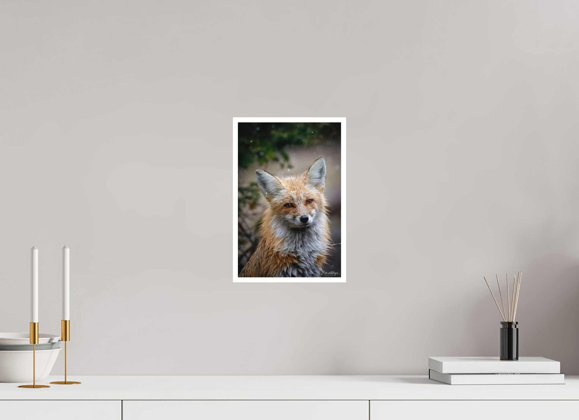 8 x 12″, Fine art print "Quiet Mind" - Red Fox