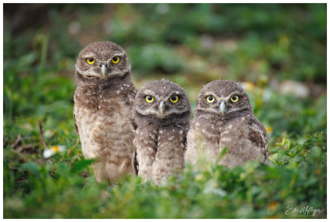 Main image Three Little Burrowing Owls - Burrowing Owls