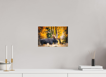 12 x 8″, Canvas "Majesty in the rain" - Bull moose