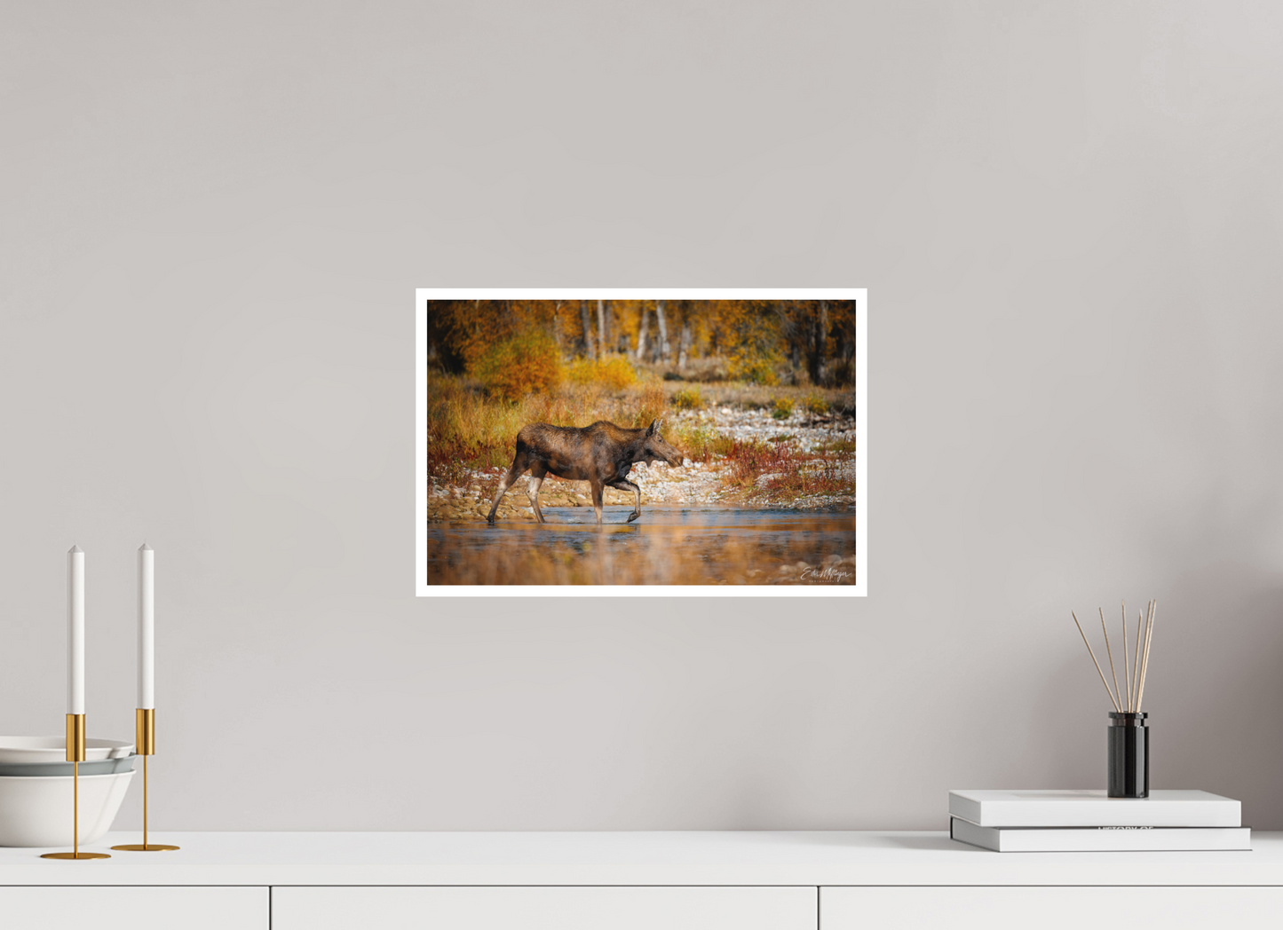 15 x 10″, Fine art print "Grace of Gros Ventre" - Moose