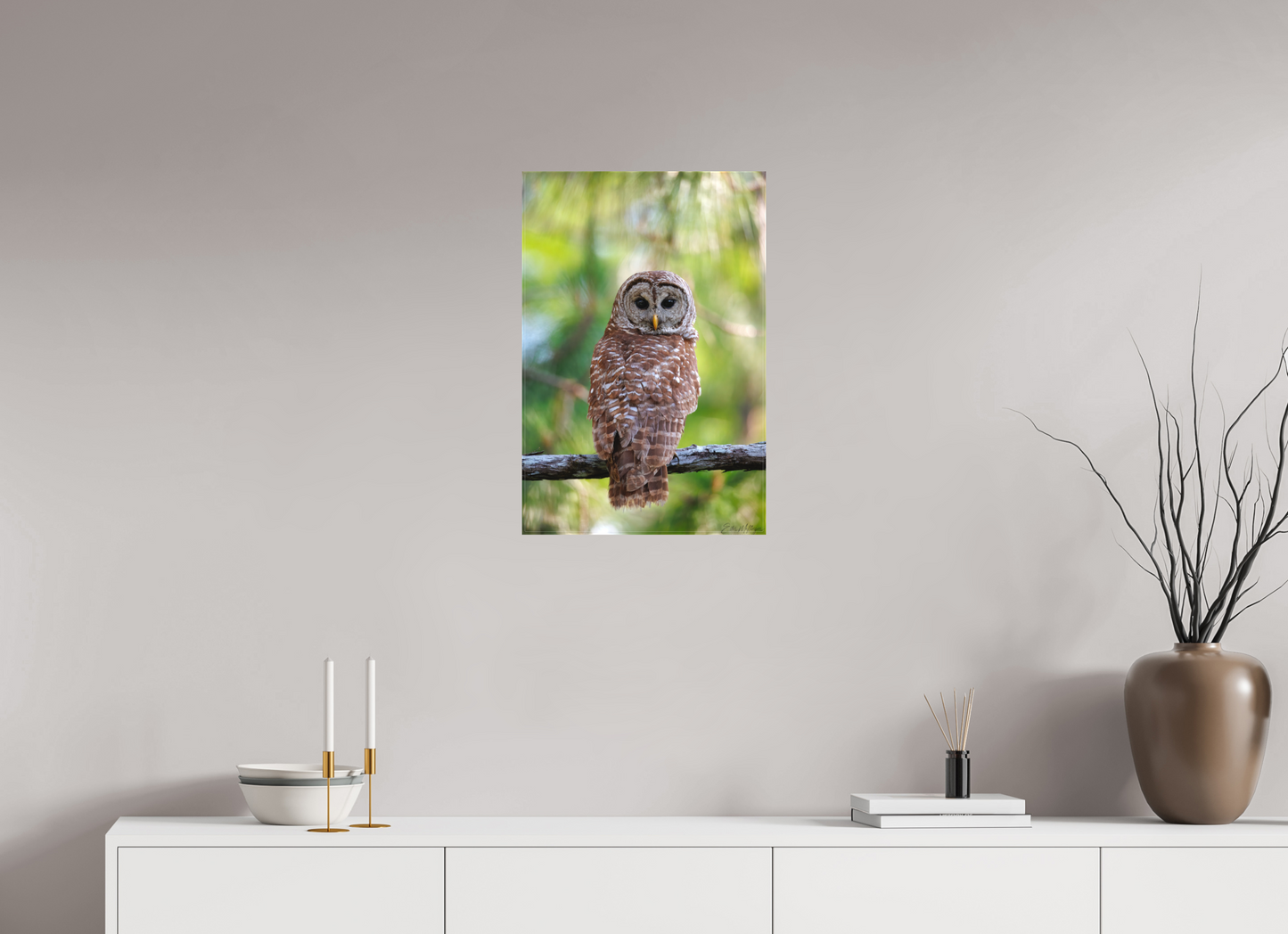 16 x 24″, Canvas "..." - Barred Owl