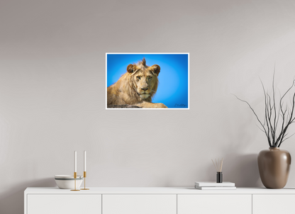 24 x 16″, Fine art print "The Monarch" - Lion of the Blue Sky