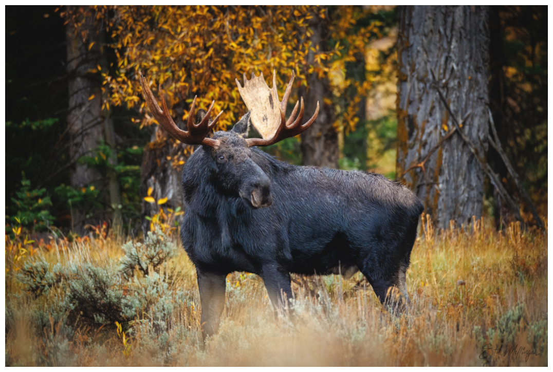 Main image "Guardian of the Gros Ventre" - Bull moose