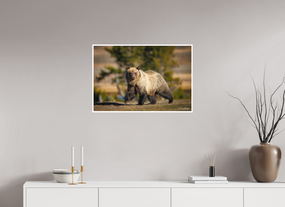 30 x 20″, Fine art print "River Run" - Grizzly Bear