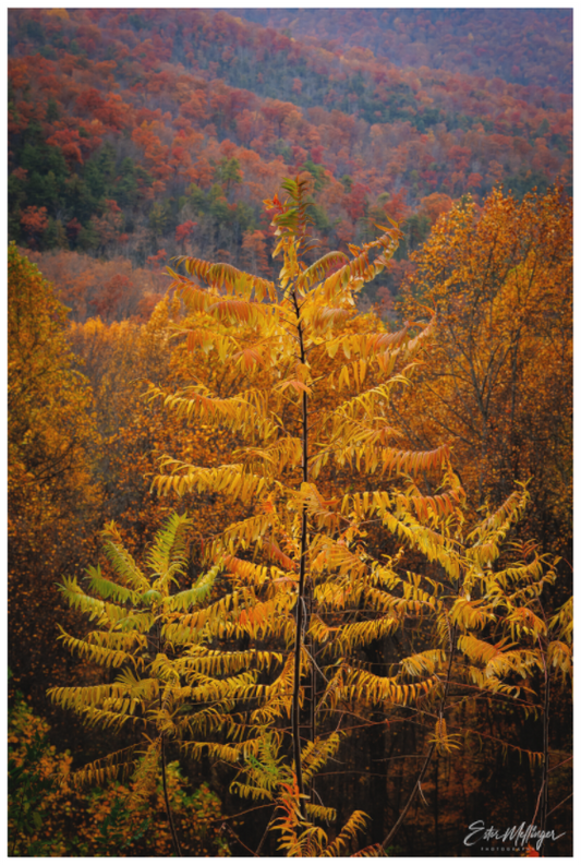 Main image "Autumn Blaze" - Smoky Mountain Ridge