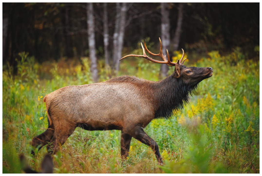 Main image "The Challenger" - Elk