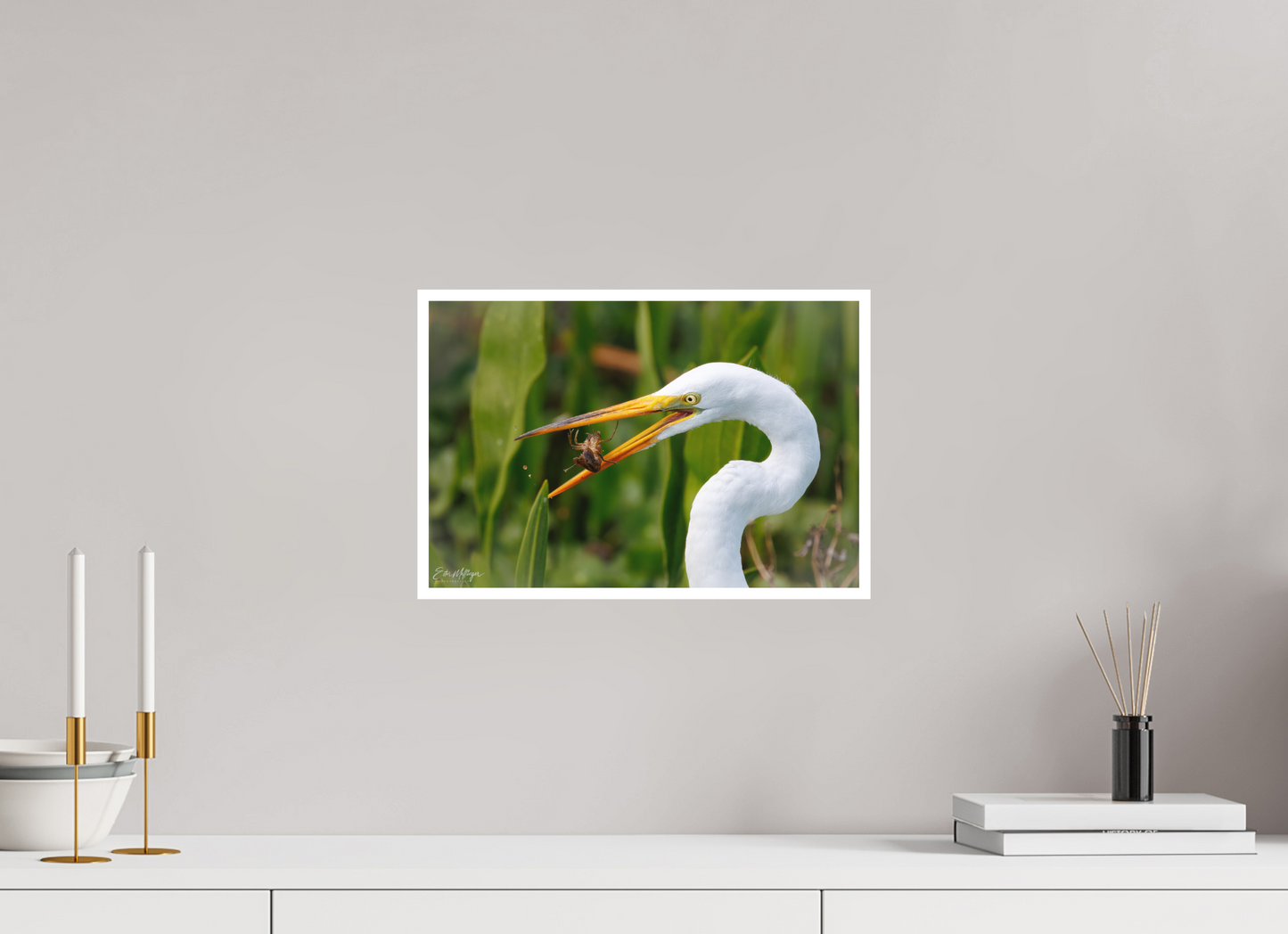 15 x 10″, Fine art print "Marsh Hunter" - Great Egret