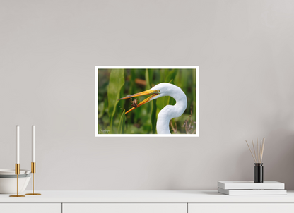 15 x 10″, Fine art print "Marsh Hunter" - Great Egret