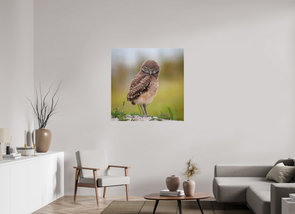 40 x 40″, Canvas "The Stare Down" - Burrowing owlet