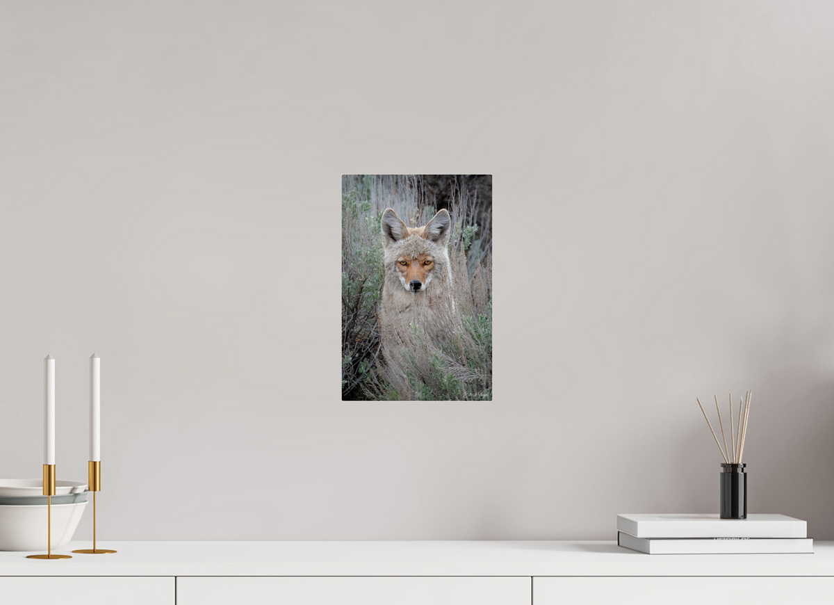 8 x 12″, Acrylic "Golden Gaze" - Coyote